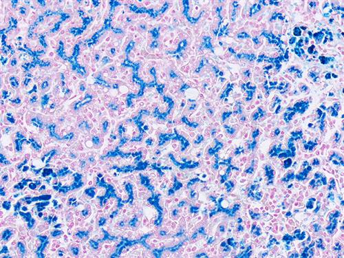 4321A | Control Slides:Histopathology; Iron, Animal